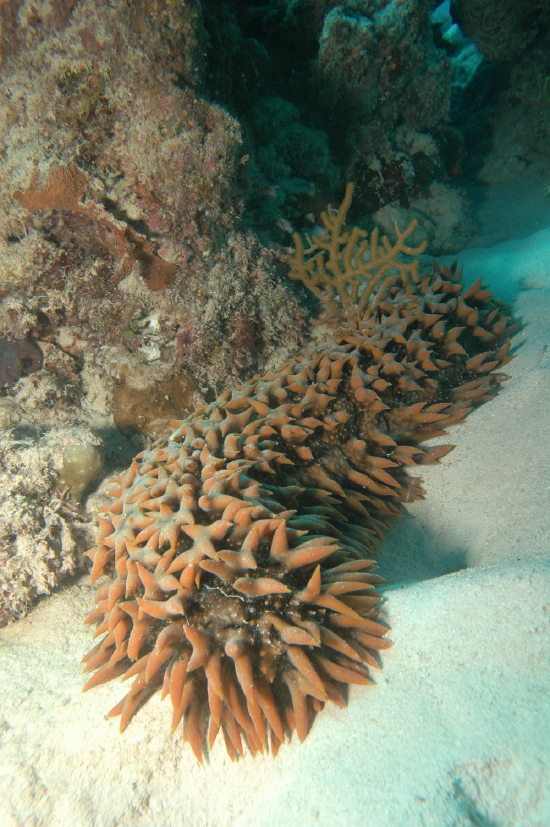  Thelenota ananas (Red Worm Cucumber, Pineapple Sea Cucumber, Prickly Redfish)